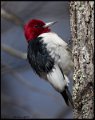 _7SB3860 red-headed woodpecker